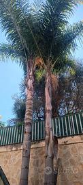 Coppia di palme