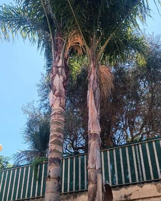 Coppia di palme