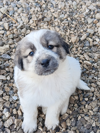 Cuccioli taglia media