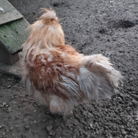 Gallo moroseta