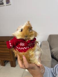 Porcellino d'india maschio castrato