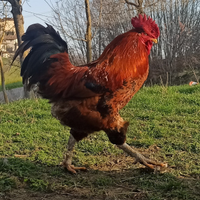 Gallo ruspante