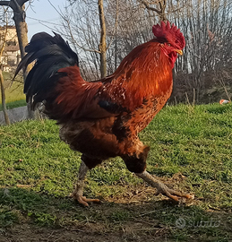Gallo ruspante