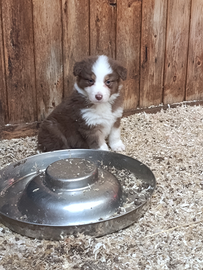 Noce Australian shepherd con pedigree