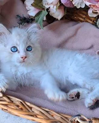 Gattini razza RAGDOLL