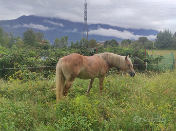 Cavalla da compagnia