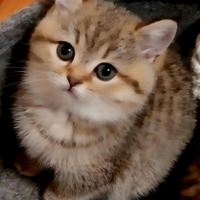 Cuccioli Scottish stright e Brittish shortair