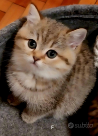 Cuccioli Scottish stright e Brittish shortair