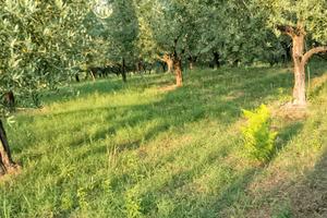 Terreno agricolo con uliveto produttivo
