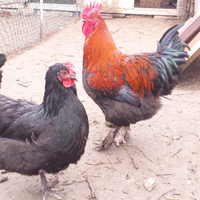 Gallina marans