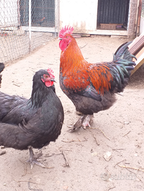 Gallina marans