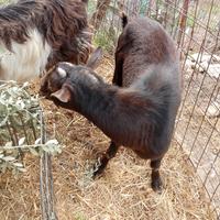 Zimmaro, becco, caprone