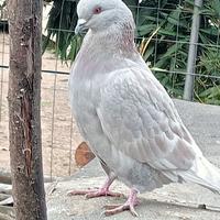 Uccelli