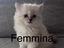 Immagine 5