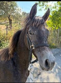 Puledro arabo
