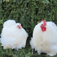 Coppia cocincina nana bianca