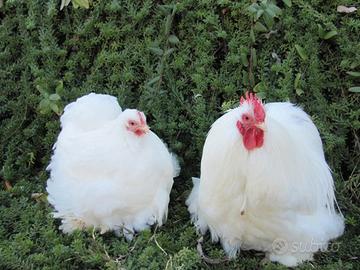 Coppia cocincina nana bianca