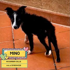 MINO cucciolo maschio mix border collie adozione