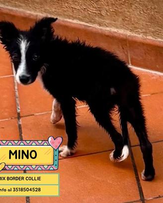 MINO cucciolo maschio mix border collie adozione