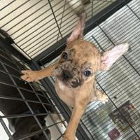 Bulldog francese