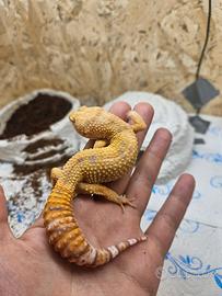 Geco leopardino