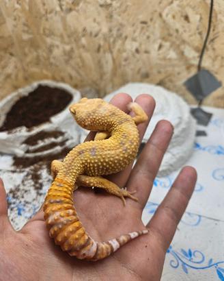 Geco leopardino