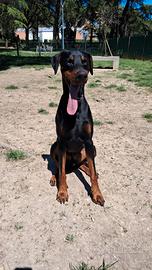 Doberman con pedigree per monta