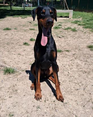 Doberman con pedigree per monta
