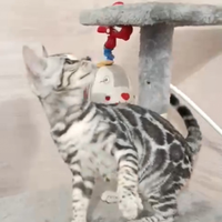 Cuccioli gatto bengala