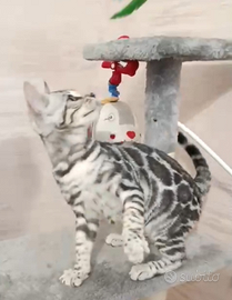 Cuccioli gatto bengala