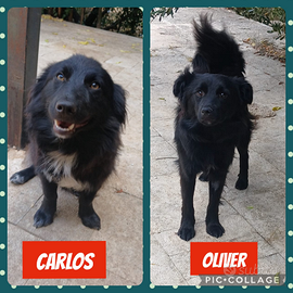 Tenerissimi cuccioli tagliapiccola