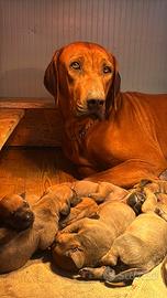 Splendidi cuccioli di Rhodesian Ridgeback