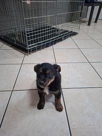 Cuccioli di cani