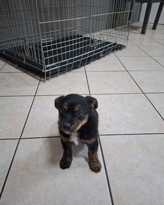 Cuccioli di cani