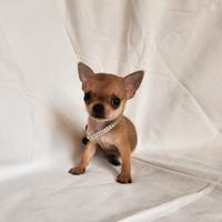 Chihuahua 300 g