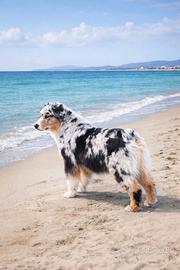Australian Shepherd Blu Merle