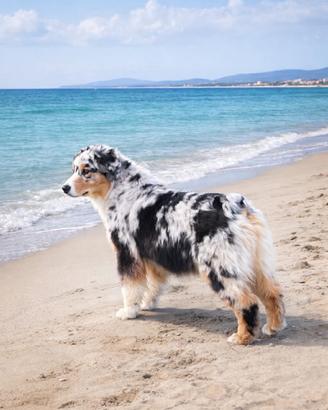 Australian Shepherd Blu Merle