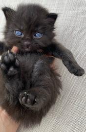 Gattino maschio nero simil siberiano