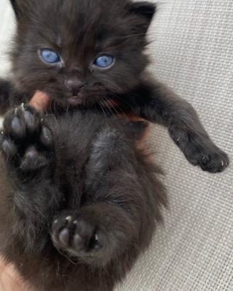 Gattino maschio nero simil siberiano