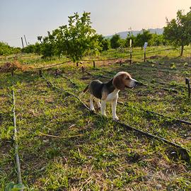 Beagle pedigree ENCI