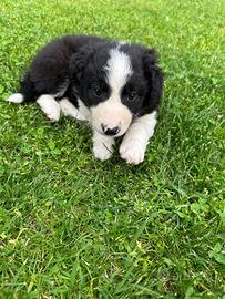 Cuccioli Border collie