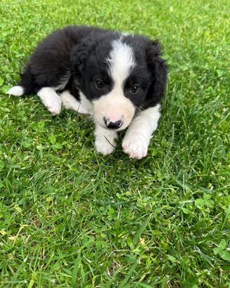 Cuccioli Border collie