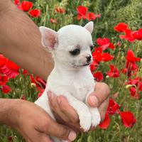 Cucciolo chihuahua messicano bianco