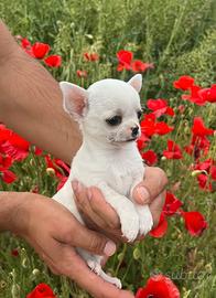 Cucciolo chihuahua messicano bianco