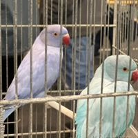 Parrocchetti dal collare