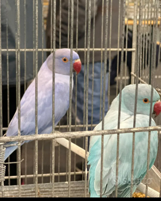 Parrocchetti dal collare