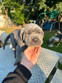 Mastino Napoletano pedigree