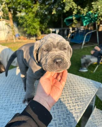 Mastino Napoletano pedigree