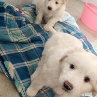 Cuccioli maremmano 2 mesi circa