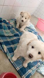 Cuccioli maremmano 2 mesi circa